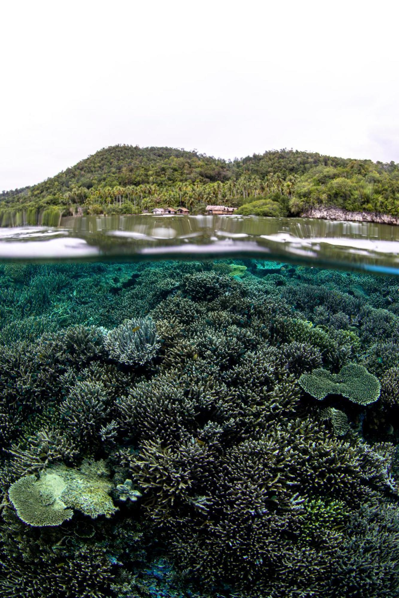 Kri Mansuar Raja Ampat Bungalows מראה חיצוני תמונה